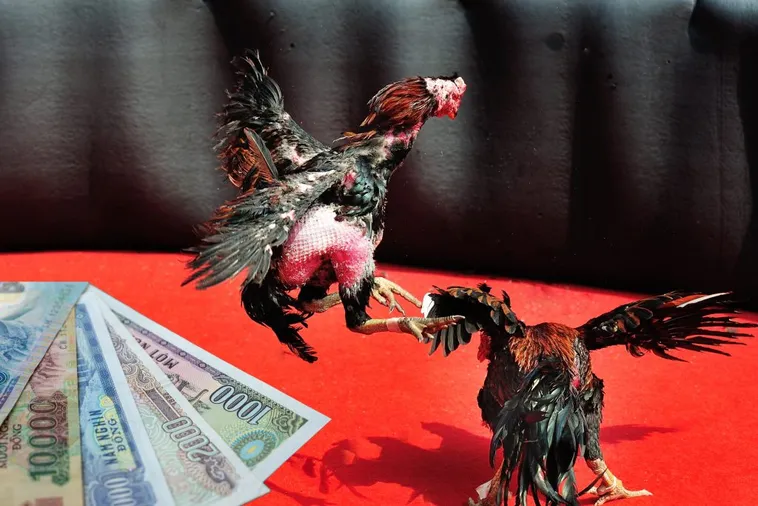 Hướng Dẫn Chi Tiết Cách Chơi Đá Gà Sabong Tại 789P